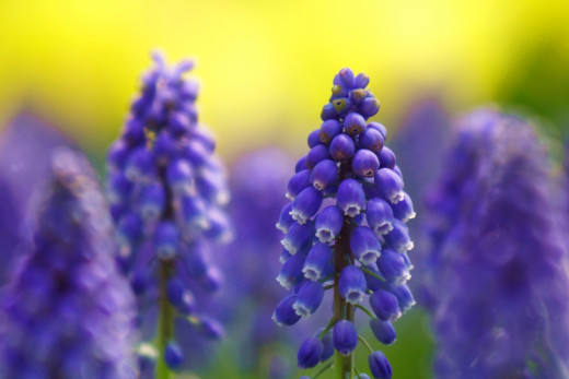 641454 (a): :2250x1500
